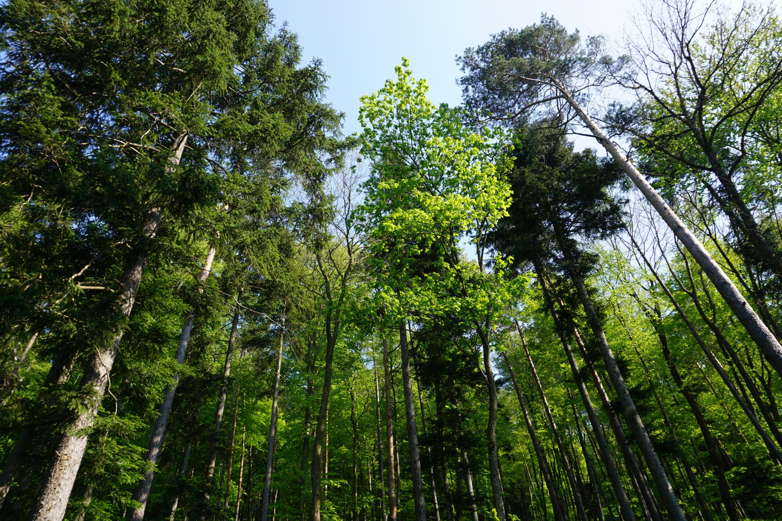 Mischwald mit Kiefern in bei Wien