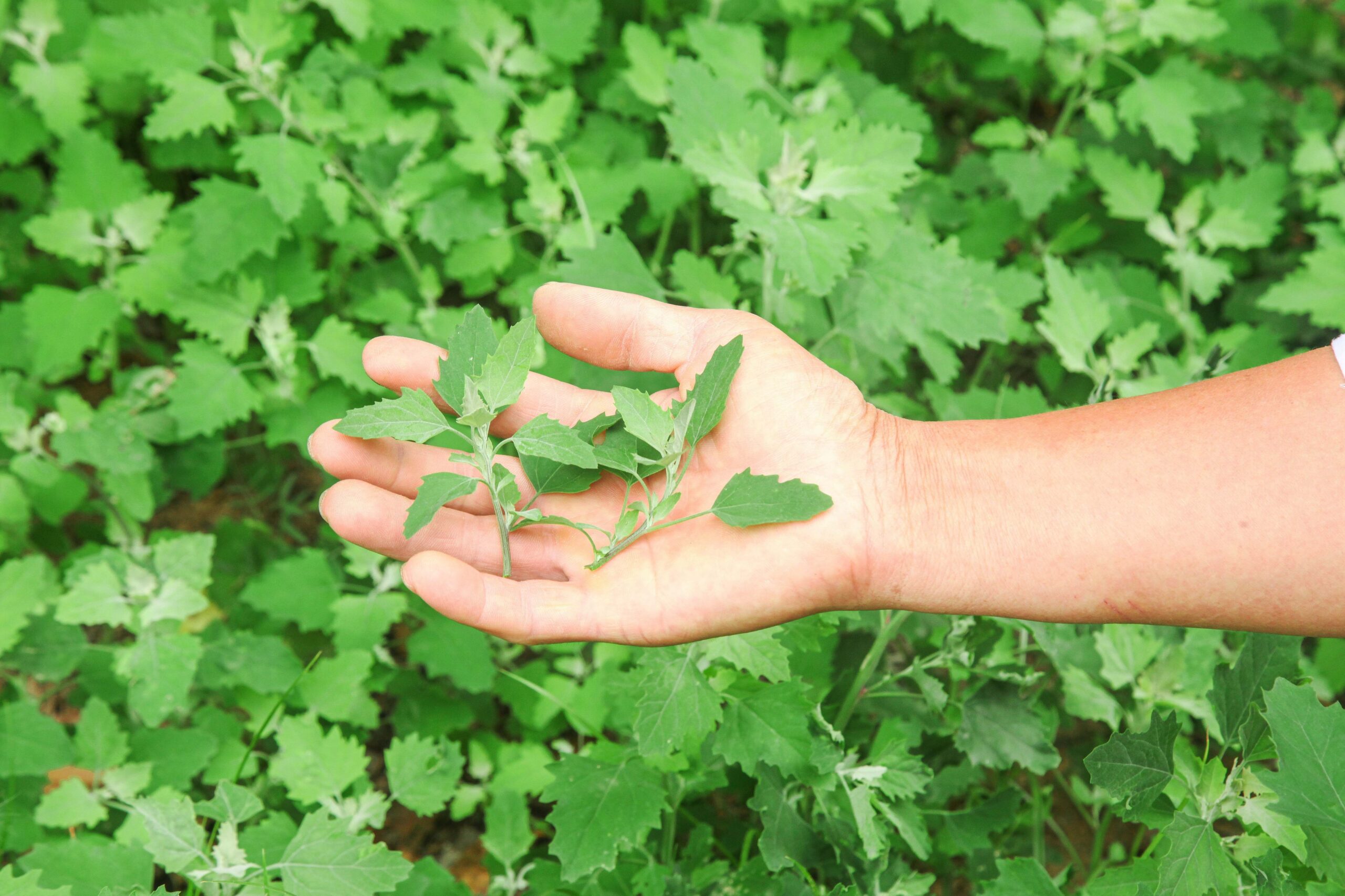 Eine Hand hält einige frische gepflückte Blätter über dem bewachsenen Boden